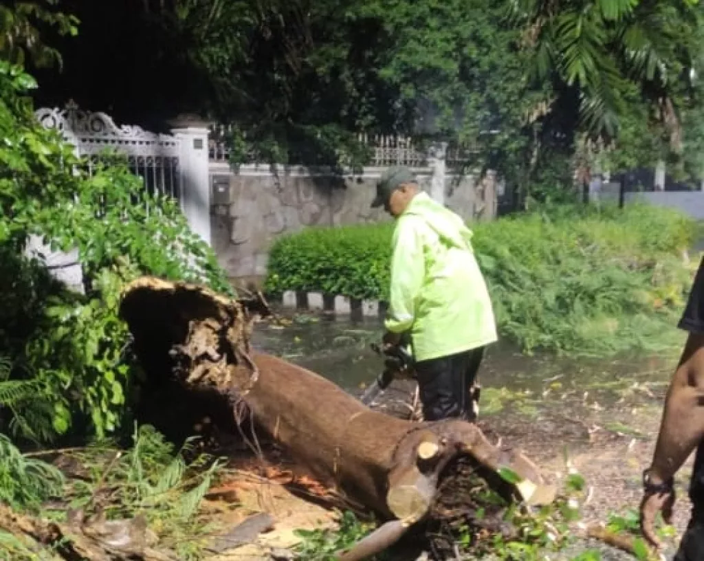 Empat Jam Surabaya Dilanda Hujan, 8 Pohon Tumbang