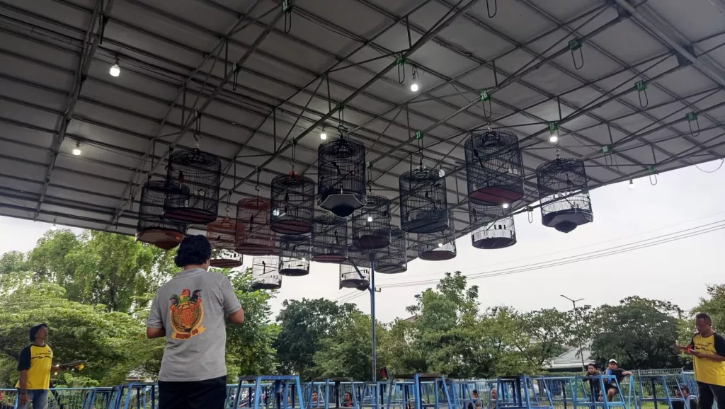 Ngabuburit Ala Kicaumania Saat Weekend jadi Alternatif Penghobi Burung di Surabaya