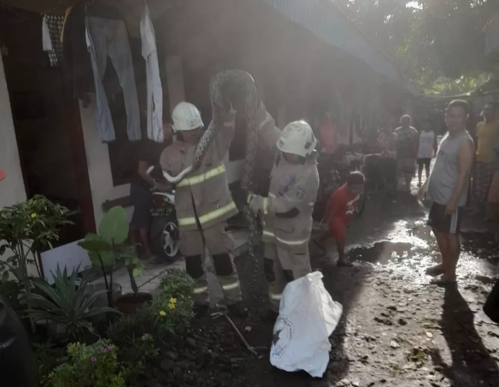Ular Sanca 3 Meter Gegerkan Warga Putat Gede Surabaya