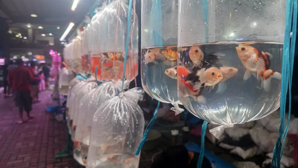 Pasar Ikan Gunungsari Surabaya Ramai di Bulan Ramadhan, Omzet Pedagang Naik Signifikan