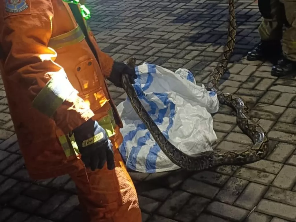 Warga Mulyosari Surabaya Temukan Ular Piton di Selokan, Panjangnya Sampai 4 Meter