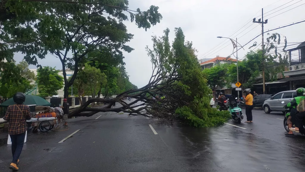 Pohon Tinggi 15 Meter Tumbang di Depan DPRD Jatim, Lalin Sempat Macet