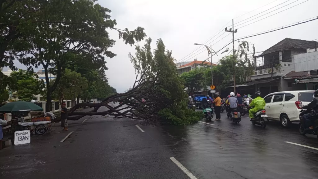 Pohon 15 Meter Tumbang di Depan Gedung DPRD Jatim, Ganggu Lalulintas
