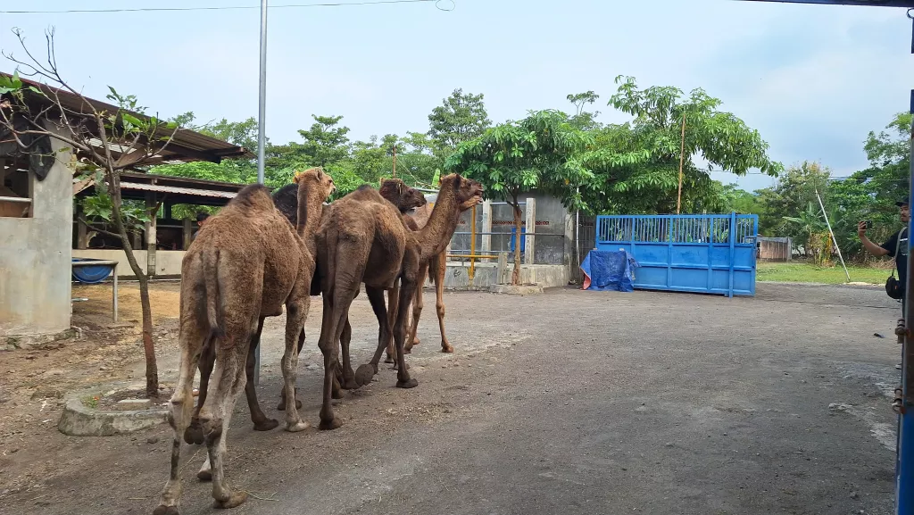 Selain Sapi, Peternakan di Mojokerto Kini juga Sediakan Unta untuk Kurban
