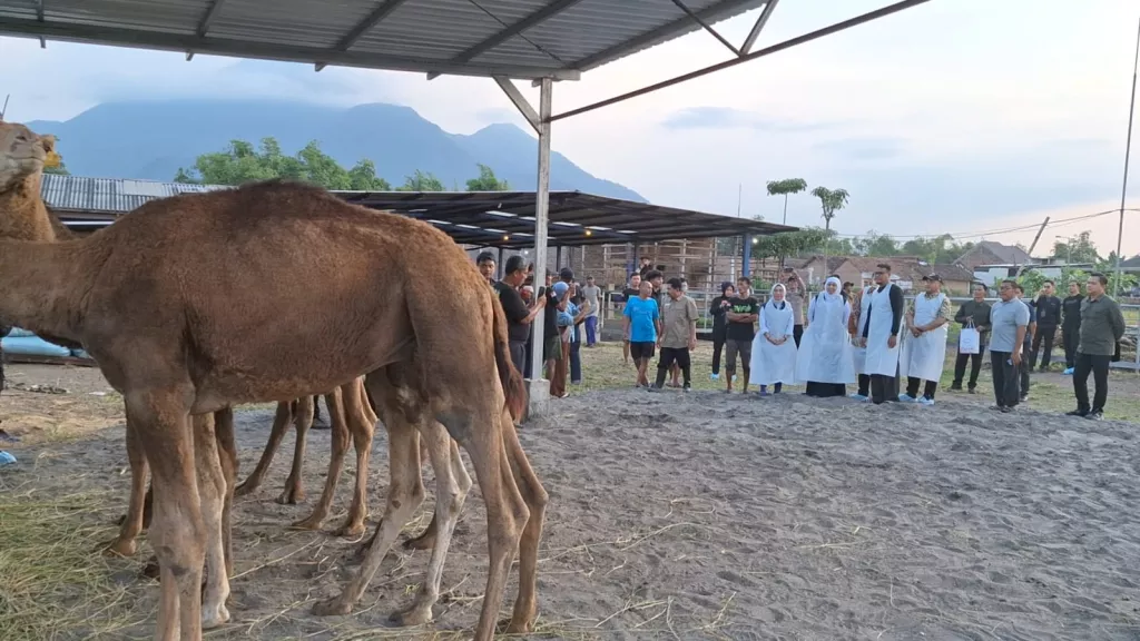 Gubernur Khofifah Tinjau Peternakan Sapi Jelang Idul Adha, Eh Ada Unta Juga