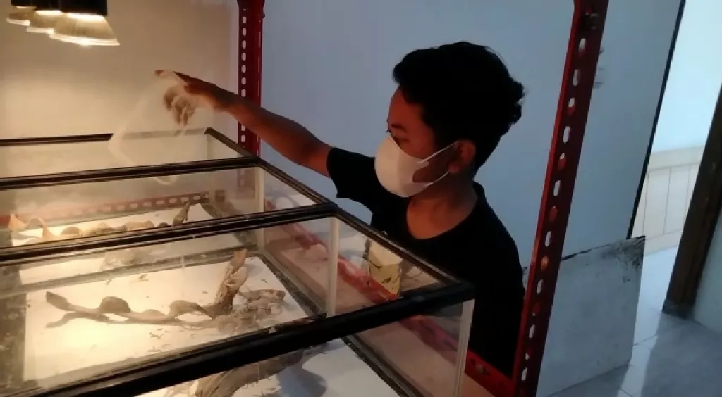 Kisah Inspiratif Rizky, Pemuda Surabaya yang Sukses Ternak Kadal
