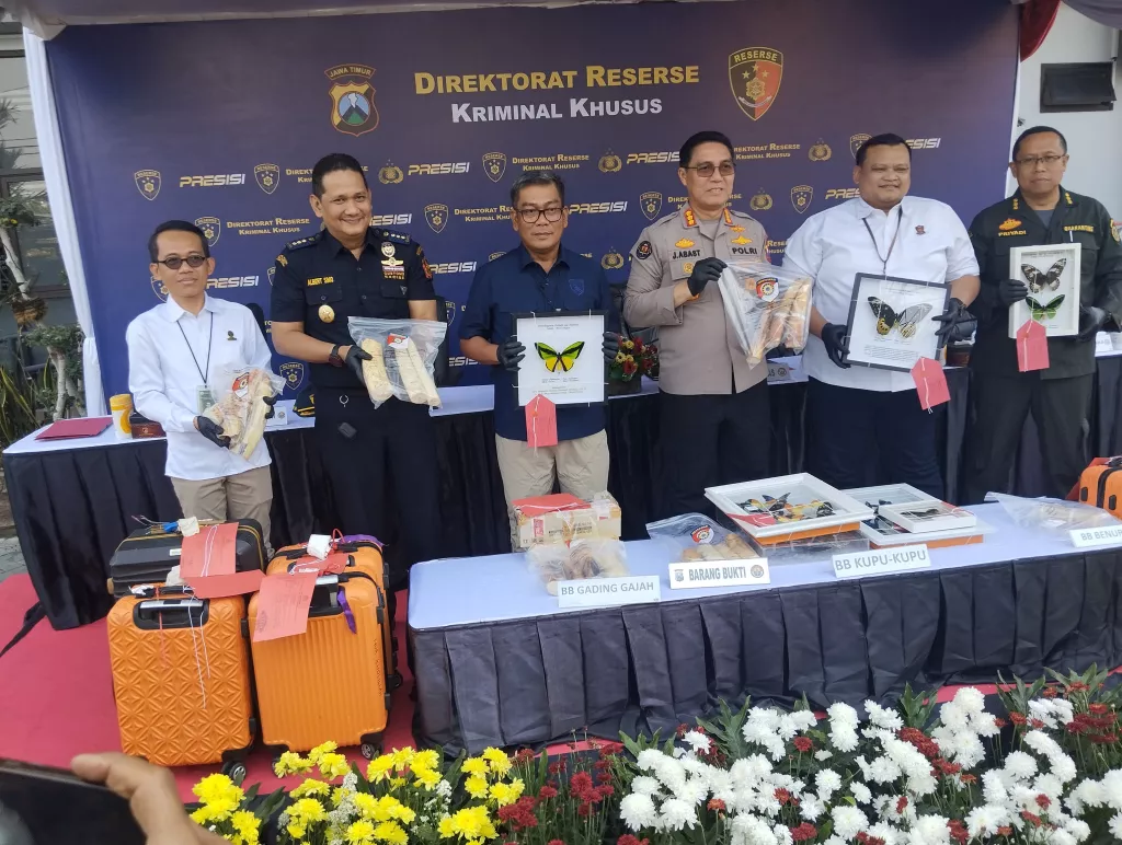 Penyelundupan Gading Gajah hingga Benih Lobster Lewat Jemaah Umroh Dibongkar Polda Jatim