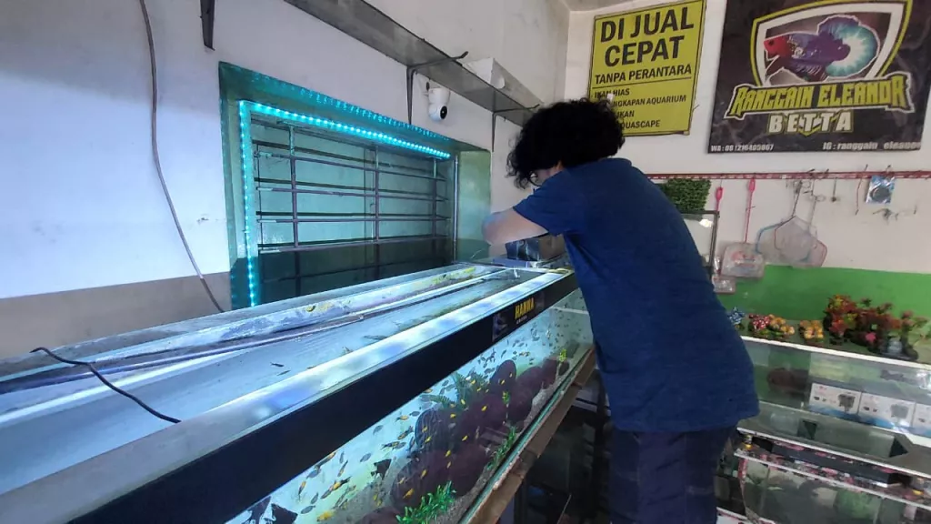 Keluh Penjual Ikan Hias di Probolinggo saat Pemadaman Listrik: Banyak yang Mati, Rugi Total