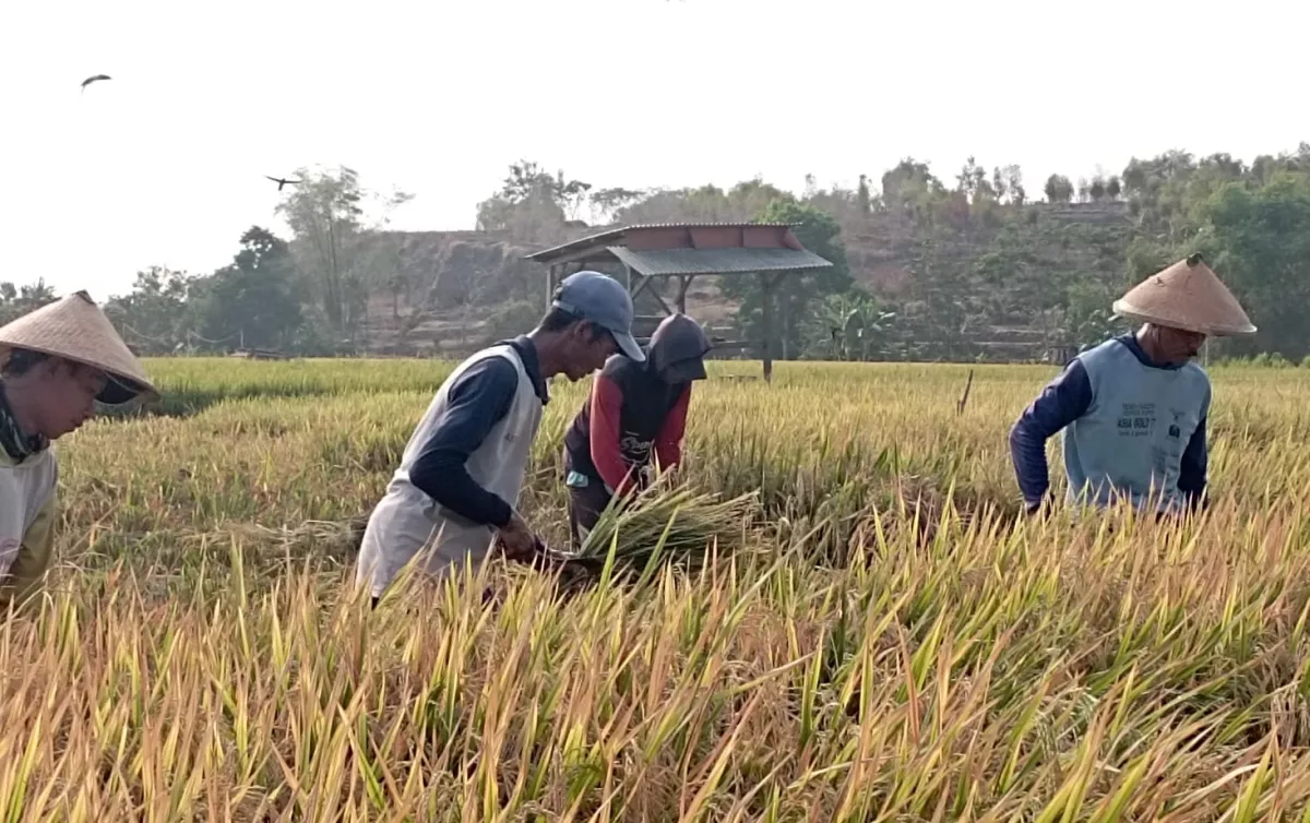 Harga Gabah Tembus 8.000, Petani Untung di Tengah Panen Raya Nganjuk