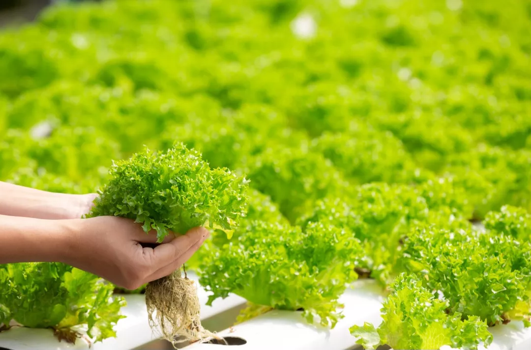 DPRD Surabaya Dorong Urban Farming di Kedurus Jadi Model Ketahanan Pangan Kampung