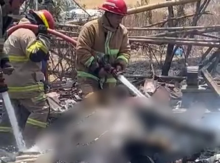 Kandang Ternak di Krajan Probolinggo Terbakar, Dua Sapi Mati Terpanggang  ‎