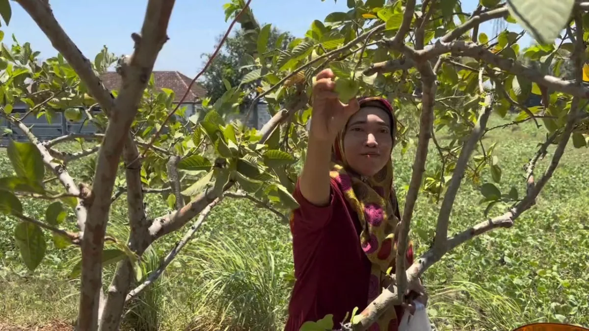 Wisata Petik Jambu di Mojokerto Gratis Masuk, Bisa Makan Sepuasnya Cuma Rp15 Ribu/Kg