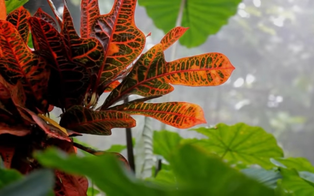 Ironi Mengakusisi Bumi Kita Sendiri, Sebuah Memoar Panjang "Merakyatkan" Hutan