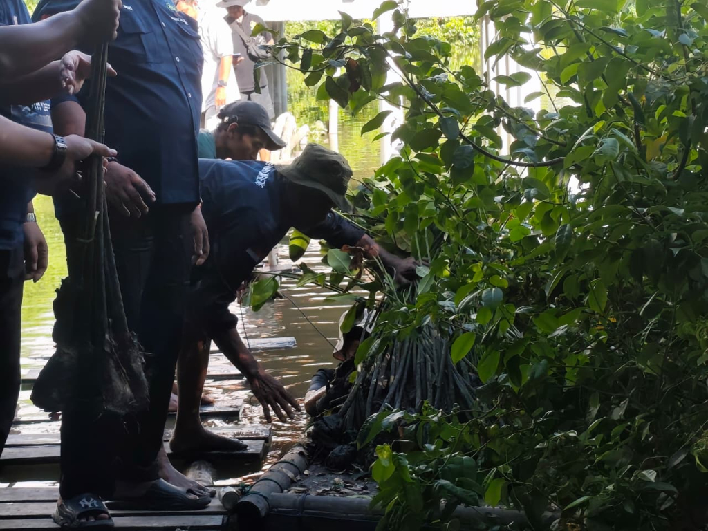 Kolaborasi penanaman mangrove di Kalimireng Gresik
