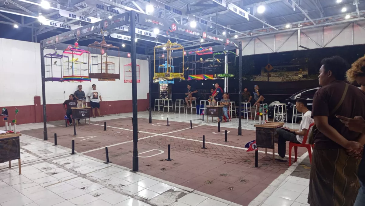 Mengenal Format G12 GAS Surabaya, Inovasi Baru Penilaian Kenari Berbasis Fairplay