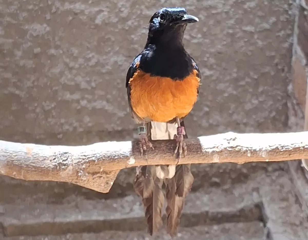 Berangkat dari Hobi, David Raup Omset dari Ternak Burung Murai